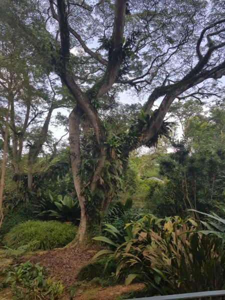 Koh Samui 2022 Sightseeing Singapur Botanischer Garten