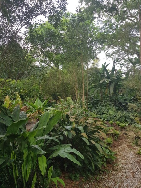 Koh Samui 2022 Sightseeing Singapur Botanischer Garten