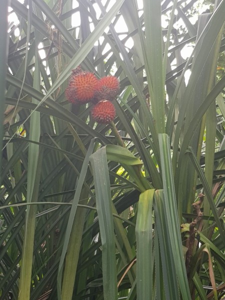Koh Samui 2022 Sightseeing Singapur Botanischer Garten