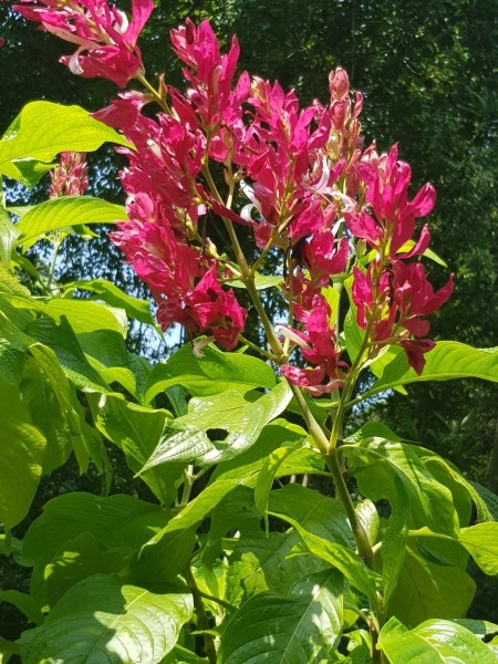 Koh Samui 2022 Sightseeing Singapur Botanischer Garten