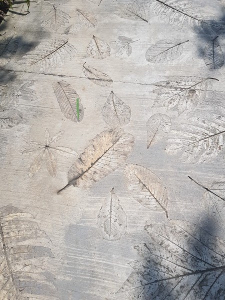 Koh Samui 2022 Sightseeing Singapur Botanischer Garten