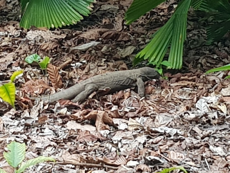 Koh Samui 2022 Sightseeing Singapur Botanischer Garten