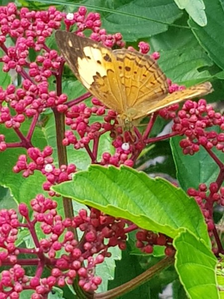 Koh Samui 2022 Sightseeing Singapur Botanischer Garten