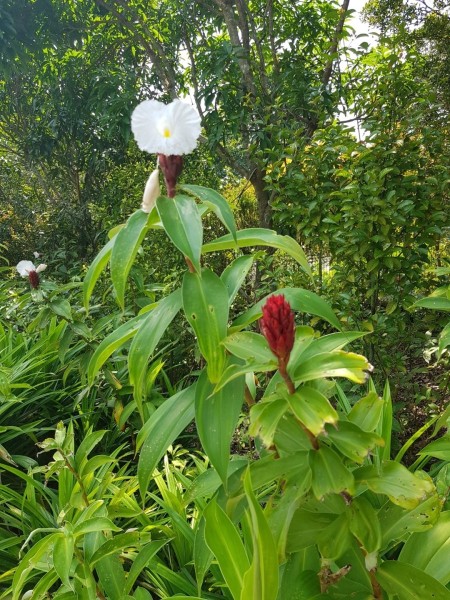 Koh Samui 2022 Sightseeing Singapur Botanischer Garten