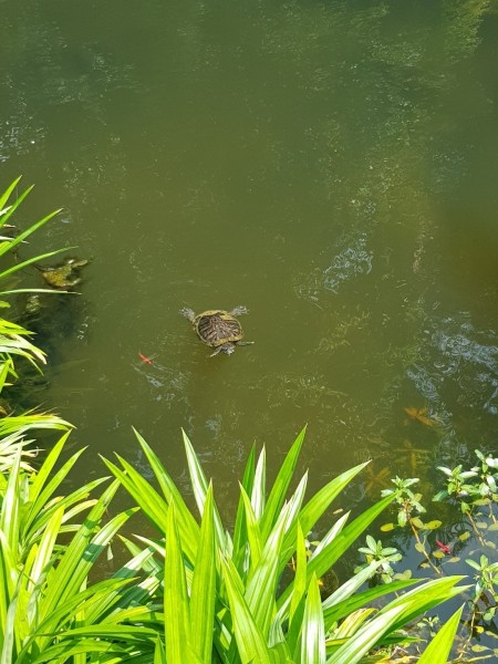 Koh Samui 2022 Sightseeing Singapur Botanischer Garten