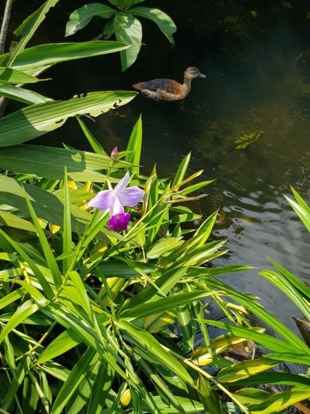Koh Samui 2022 Sightseeing Singapur Botanischer Garten