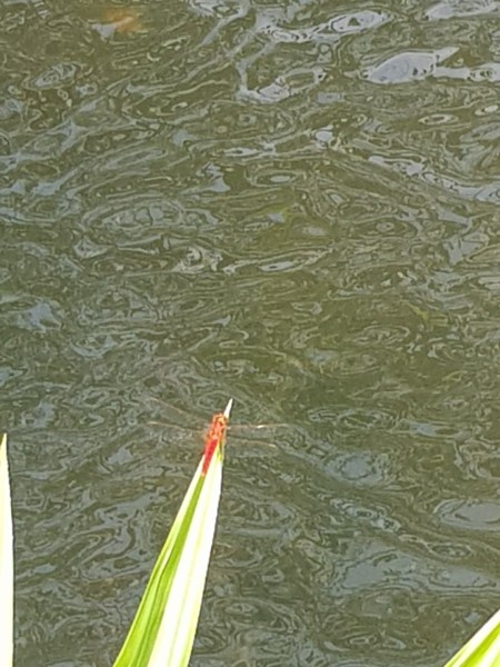 Koh Samui 2022 Sightseeing Singapur Botanischer Garten