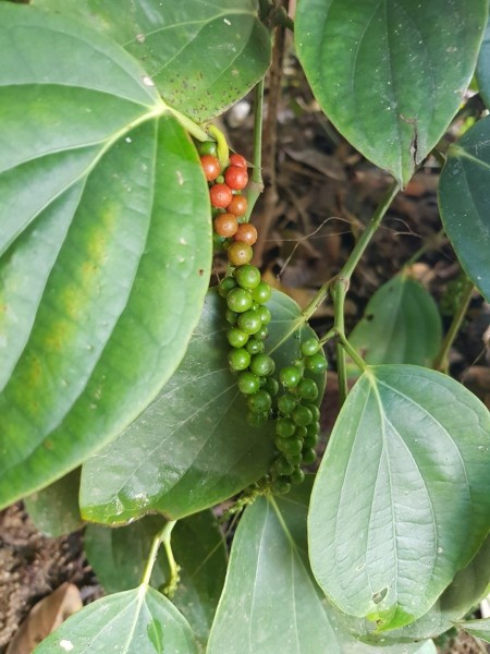 Koh Samui 2022 Besuch Lost Place Blue Lagoon