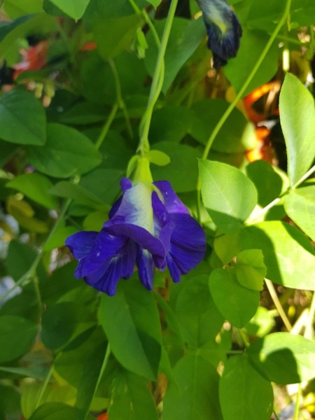 Koh Samui 2022 Jeepsafari