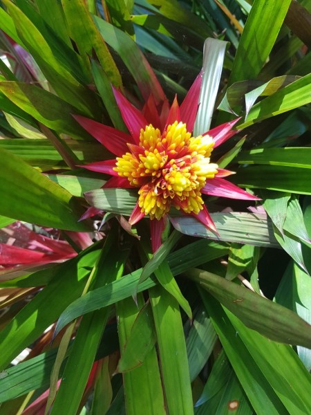 Koh Samui 2022 Jeepsafari