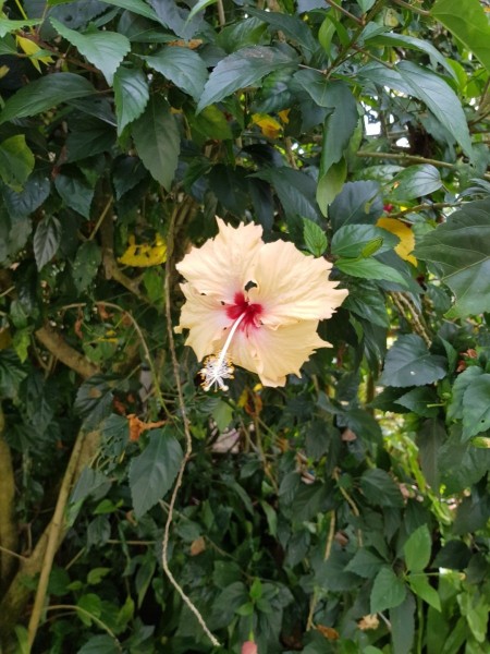 Koh Samui 2022 Jeepsafari