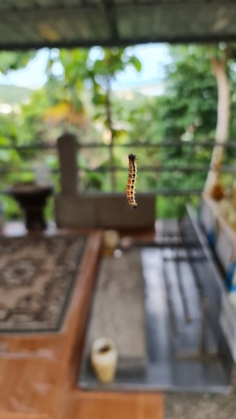 Koh Samui 2022 Jeepsafari