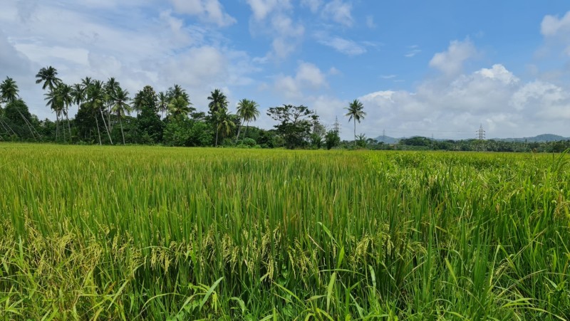 2023 Sri Lanka Felsenkloster Mulkirigala