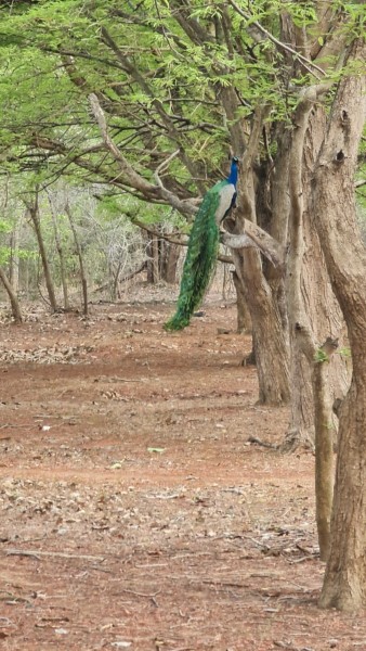 2023 Sri Lanka Kataragama