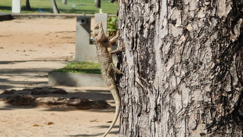 2023 Sri Lanka Trincomalee
