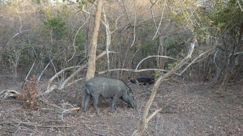 2023 Sri Lanka Yala Nationalpark