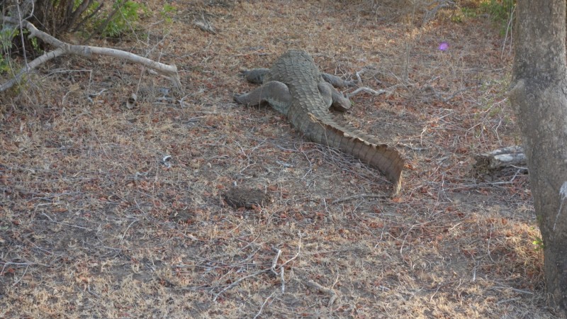 2023 Sri Lanka Yala Nationalpark