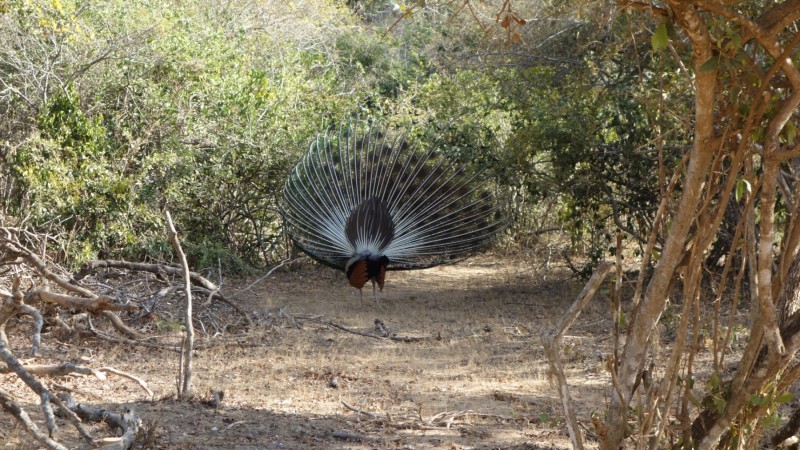 2023 Sri Lanka Yala Nationalpark