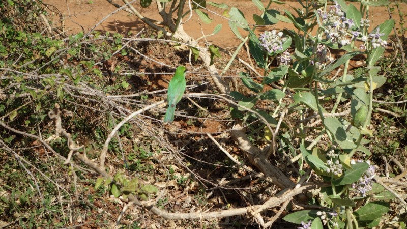 2023 Sri Lanka Yala Nationalpark