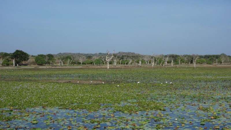 2023 Sri Lanka Yala Nationalpark