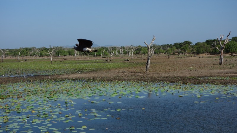 2023 Sri Lanka Yala Nationalpark