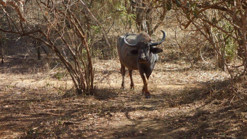 2023 Sri Lanka Yala Nationalpark