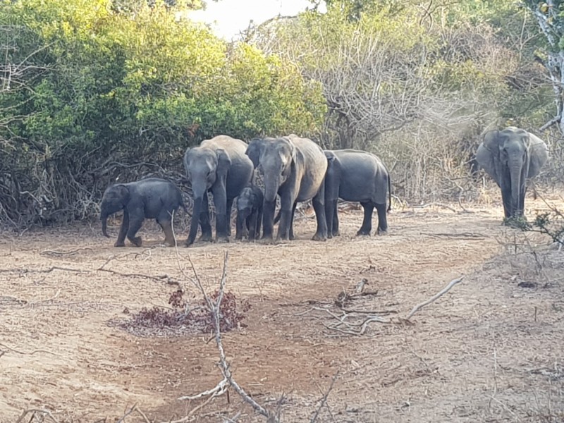2023 Sri Lanka Yala Nationalpark