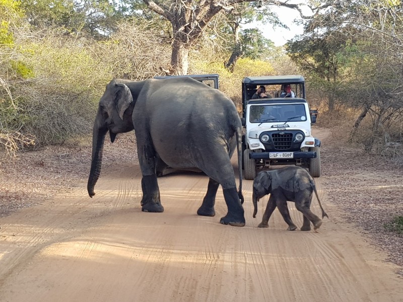 2023 Sri Lanka Yala Nationalpark