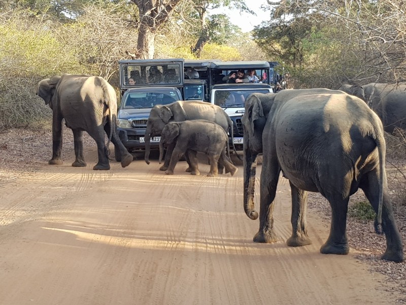 2023 Sri Lanka Yala Nationalpark
