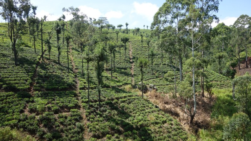 2023 Sri Lanka Zugfahrt von Ella nach Nanuoya