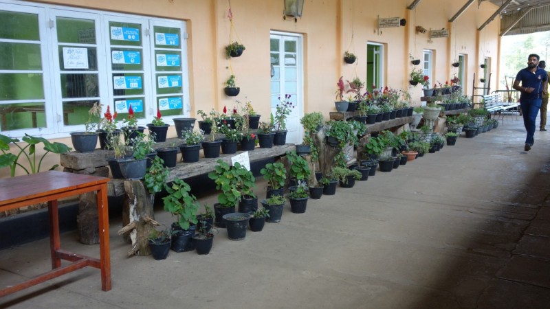 2023 Sri Lanka Zugfahrt von Ella nach Nanuoya