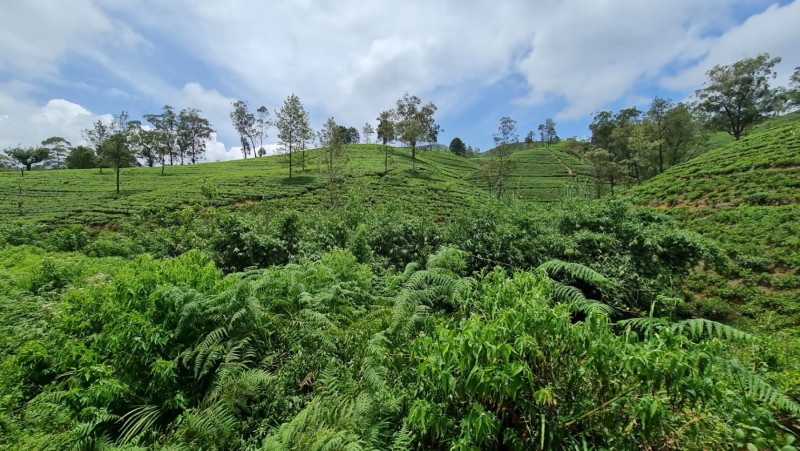 2023 Sri Lanka Zugfahrt von Ella nach Nanuoya