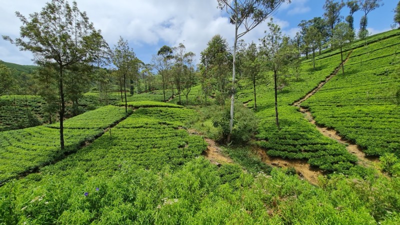 2023 Sri Lanka Zugfahrt von Ella nach Nanuoya