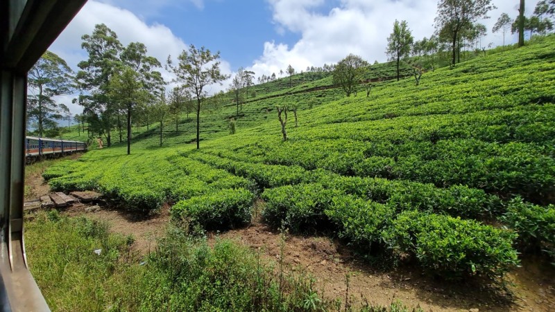 2023 Sri Lanka Zugfahrt von Ella nach Nanuoya