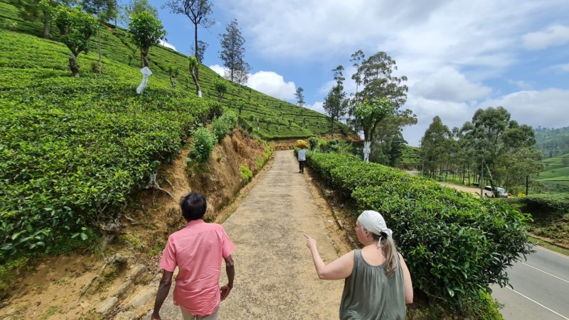 2023 Sri Lanka Teeplantage Nähe Kandy