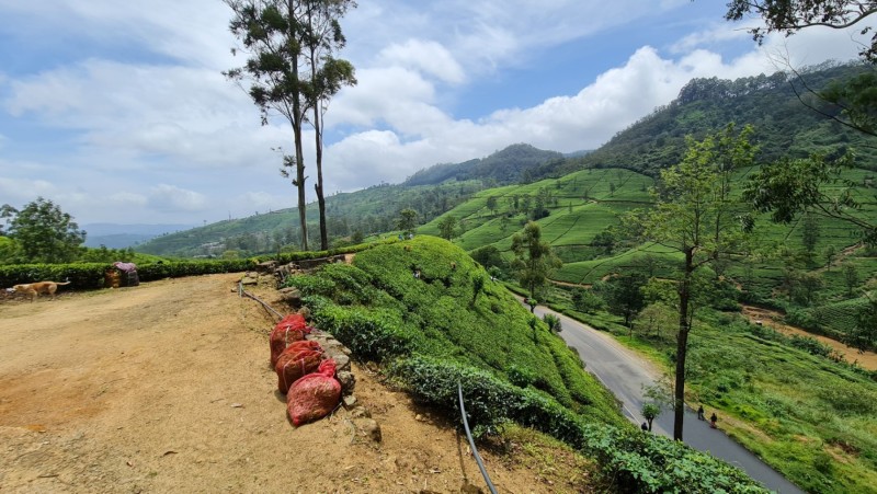 2023 Sri Lanka Teeplantage Nähe Kandy