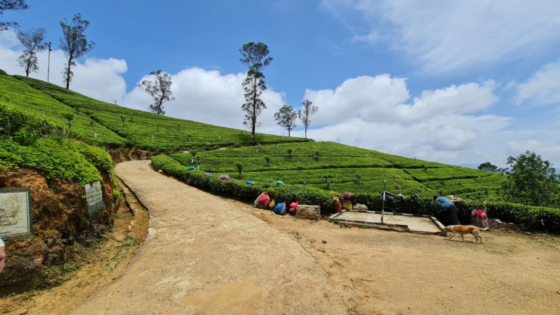 2023 Sri Lanka Teeplantage Nähe Kandy