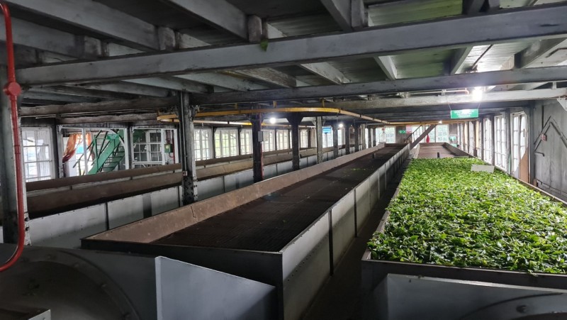 2023 Sri Lanka Teefabrik Nähe Kandy