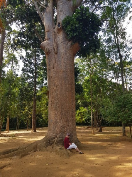 2023 Sri Lanka Kandy Botanischer Garten
