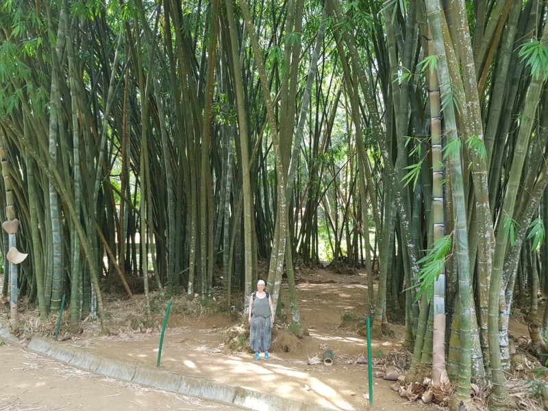 2023 Sri Lanka Kandy Botanischer Garten