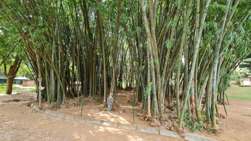 2023 Sri Lanka Kandy Botanischer Garten
