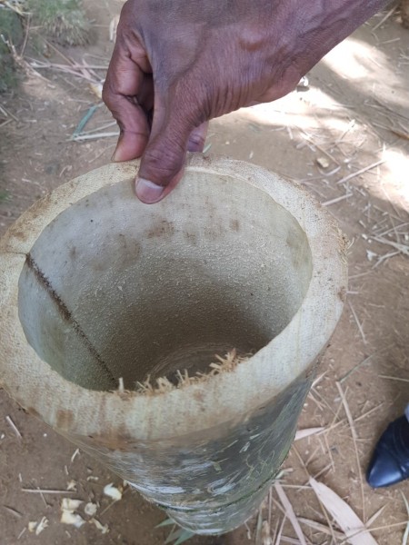 2023 Sri Lanka Kandy Botanischer Garten