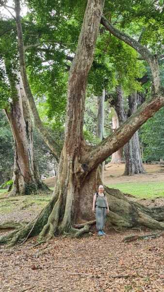 2023 Sri Lanka Kandy Botanischer Garten