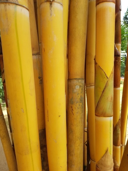 20230815_Kandy_Botgarden_07