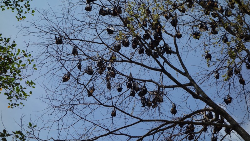 2023 Sri Lanka Kandy Botanischer Garten2023 Sri Lanka Kandy Botanischer Garten