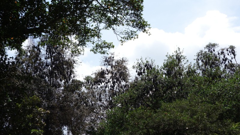 2023 Sri Lanka Kandy Botanischer Garten