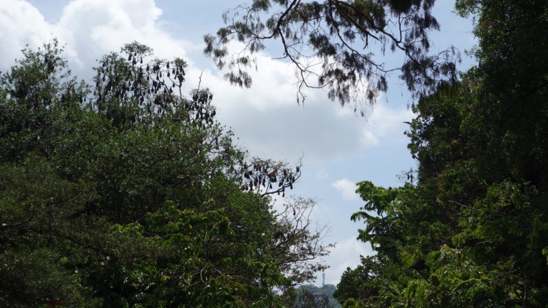 2023 Sri Lanka Kandy Botanischer Garten