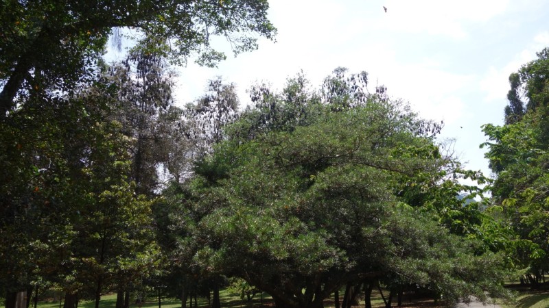 2023 Sri Lanka Kandy Botanischer Garten