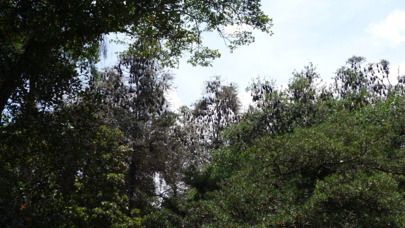 2023 Sri Lanka Kandy Botanischer Garten