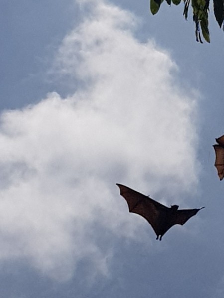 2023 Sri Lanka Kandy Botanischer Garten